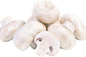 WITTE CHAMPIGNONS