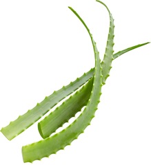 ALOE VERA BARBADENSIS (PER STUK, CA 500-600GR) 1 STUKS