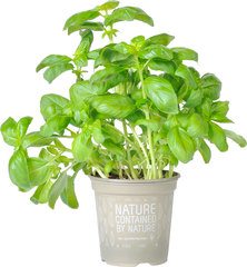 BASILICUM OP POT 1 STUK