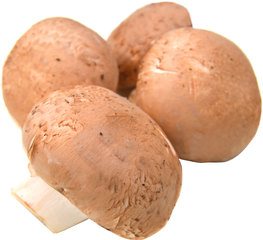 KASTANJE CHAMPIGNONS