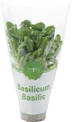 BASILICUM OP GROTE POT 1 STUK